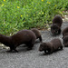 Maman vison avec les petits