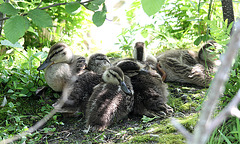 Petite famille ( colvert )