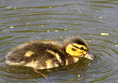 Bébé Colvert