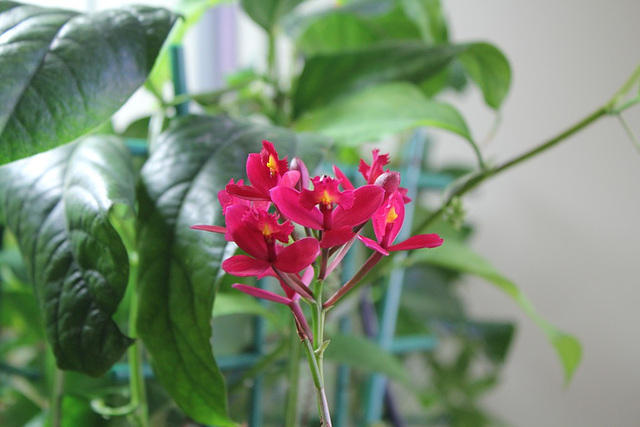 Inflorescence d'Epidendrum