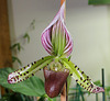 Paphiopedilum hybride x lawrenceanum