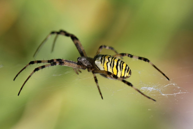 Argiope bruennichi