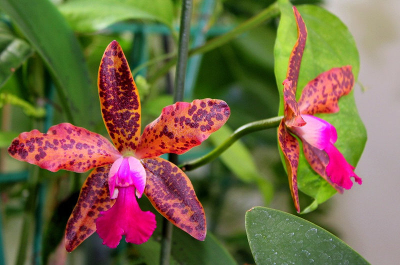 Orchidée- Lc. Precious Stones X C. guttata 'leopoldii' (3) 2