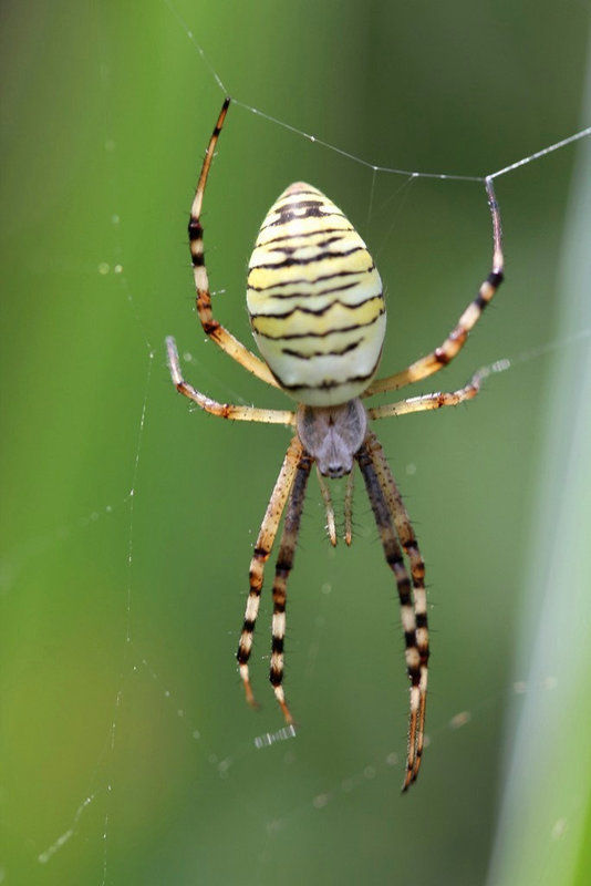 Argiope bruennichi