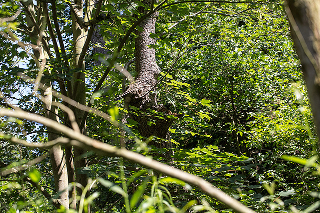 20140704 3894VRMw [D~LIP] Natur pur, UWZ, Bad Salzuflen