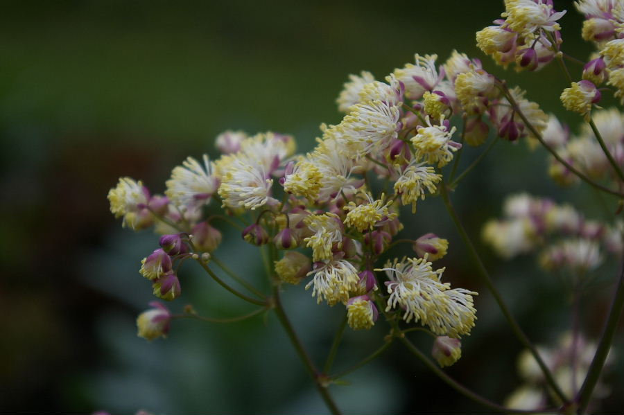 thalictrum