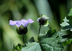 Nicandra physaloïdes