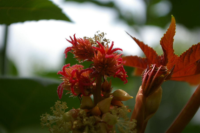 ricinus communis