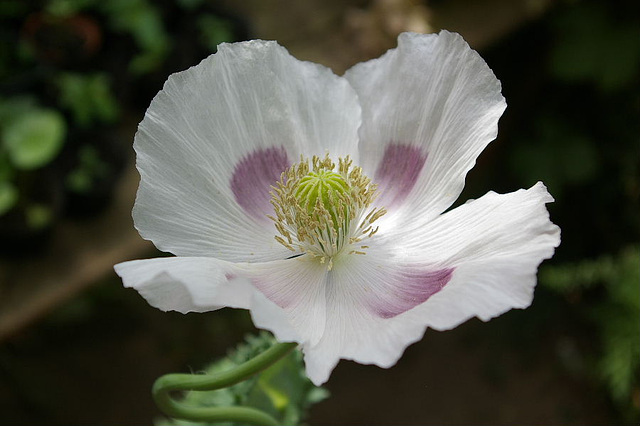 papaver