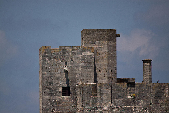 20110606 5072RTw [F] Aigues-Mortes, Camargue