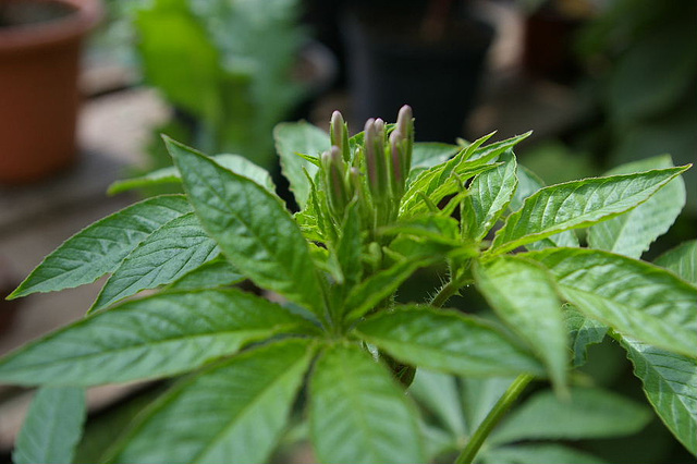 cleome