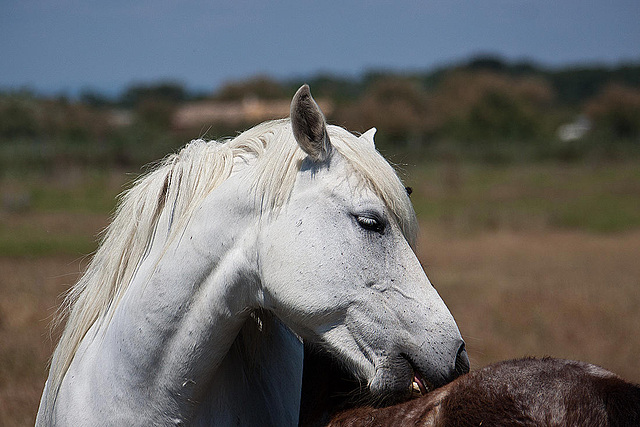 20110606 5063RAw [F] Camargue-Pferd [Aigues-Mortes]