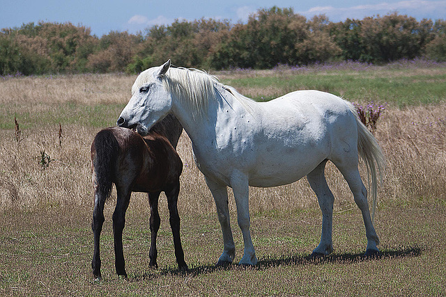 20110606 5060RAw [F] Camargue-Pferd [Aigues-Mortes]