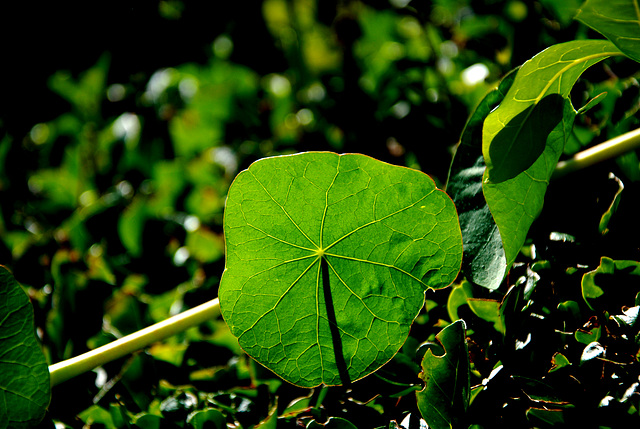 Feuilles au soleil