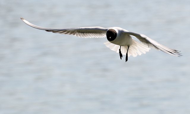 Mouette rieuse