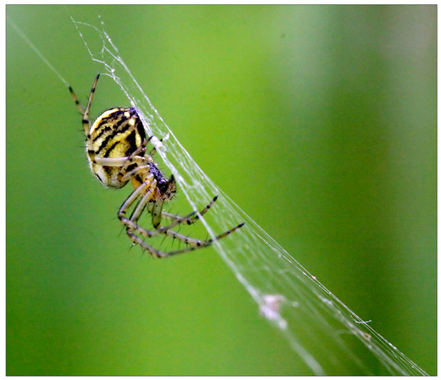 l'argiope : le fil d'Ariane, le fil d'aragne