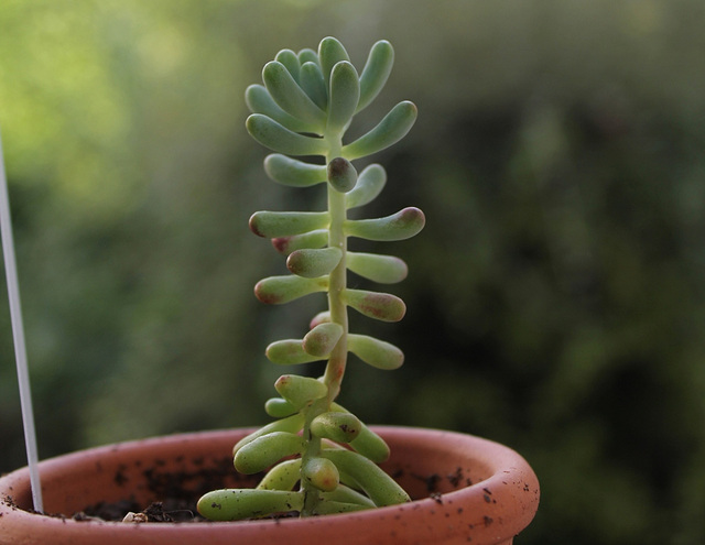 Sedum pachyphyllum (2)