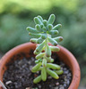 Sedum pachyphyllum