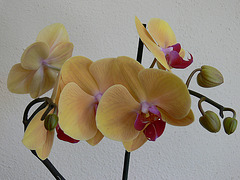 Orchideenblüten gelb-rosé