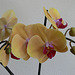 Orchideenblüten gelb-rosé