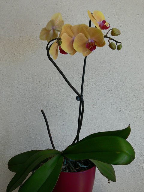 Orchidee