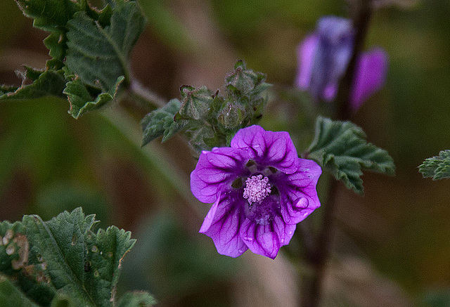 20110531 4758RAw [F] Wilde Malve (Malva sylvestris), Cirque de Navacelles