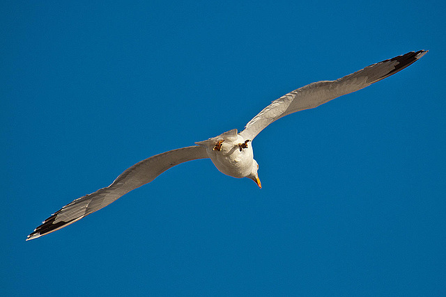 20110528 3985RAw [F] Mittelmeermöwe, Le Grau du Roi, Camargue