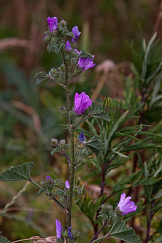 20110531 4757RAw [F] Wilde Malve (Malva sylvestris), Cirque de Navacelles