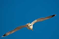 20110528 3984RAw [F] Mittelmeermöwe, Le Grau du Roi, Camargue