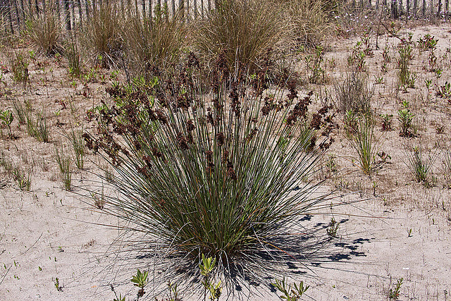 20110528 3982RAw [F] Stechende Binse (Juncus acutus), Strand l'Espiguette, Le Grau du Roi, Camargue