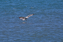 20110528 3981RAw [F] Silbermöwe, Strand l'Espiguette, Le Grau du Roi, Camargue