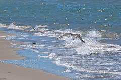 20110528 3976RAw [F] Silbermöwe, Strand l'Espiguette, Le Grau du Roi, Camargue