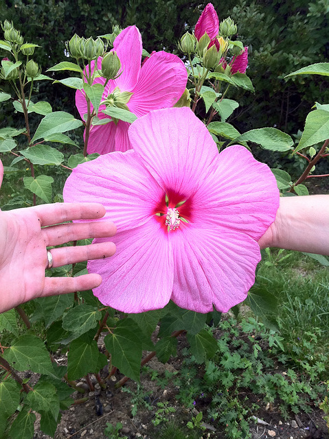 Hibiscus moscheutos