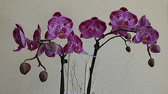 Orchideenblüten lila-violett