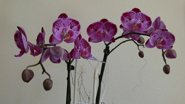 Orchideenblüten lila-violett