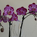 Orchideenblüten lila-violett