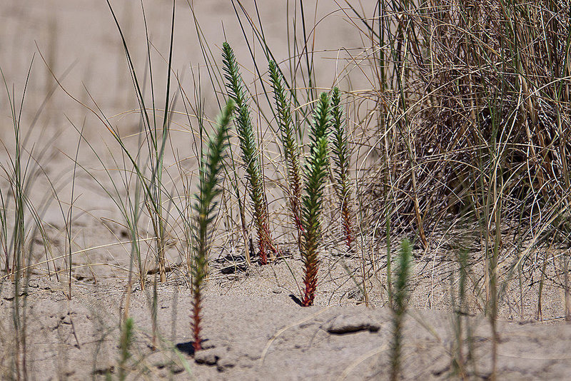 20110528 3960RAw [F] Strand-Wolfsmilch (Euphorbia paralias), Strand l'Espiguette, Le Grau du Roi, Camargue