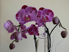 Orchideenblüten lila-violett