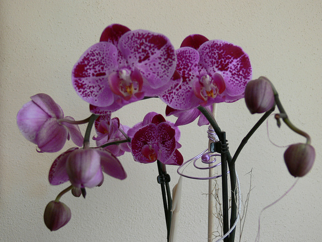 Orchideenblüten lila-violett