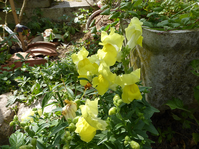 Mon petit jardin