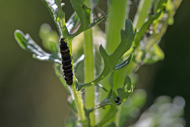 20140704 3869VRMw [D~LIP] Blutbär (Tyria jacobaea) [Kaminbär] [Jakobskrautbär], Jakobs-Greiskraut (Jacobaea vulgaris), UWZ, Bad Salzuflen