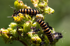 20140704 3867VRMw [D~LIP] Blutbär (Tyria jacobaea) [Kaminbär] [Jakobskrautbär], Jakobs-Greiskraut (Jacobaea vulgaris), UWZ, Bad Salzuflen