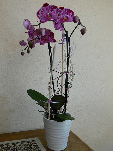 Orchidee