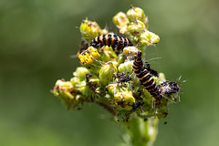 20140704 3866VRMw [D~LIP] Blutbär (Tyria jacobaea) [Kaminbär] [Jakobskrautbär], Jakobs-Greiskraut (Jacobaea vulgaris), UWZ, Bad Salzuflen