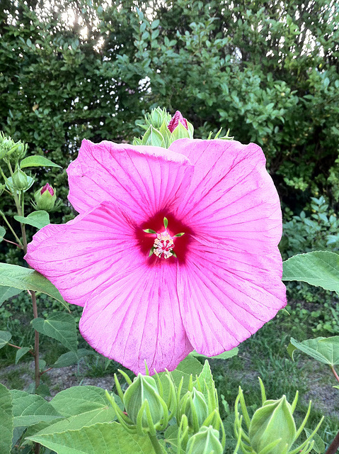 Hibiscus moscheutos