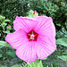 Hibiscus moscheutos