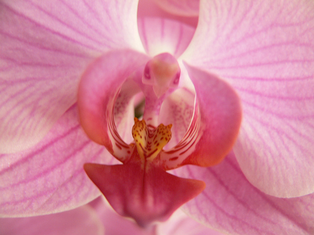 Orchideenblüte