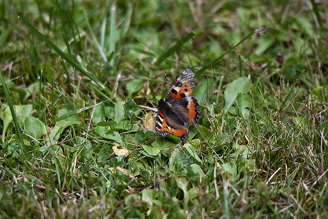 20110725 6328RTw [D~LIP] Kleiner Fuchs, Bad Salzuflen