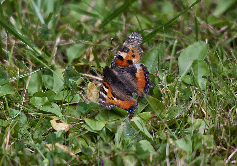 20110725 6327RTw [D~LIP] Kleiner Fuchs, Bad Salzuflen