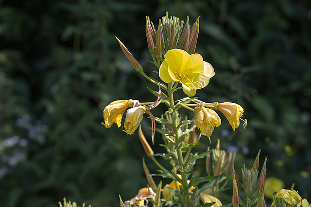 20140704 3851VRMw [D~LIP] Nachtkerze (Oenothera glaziovivana), UWZ, Bad Salzuflen